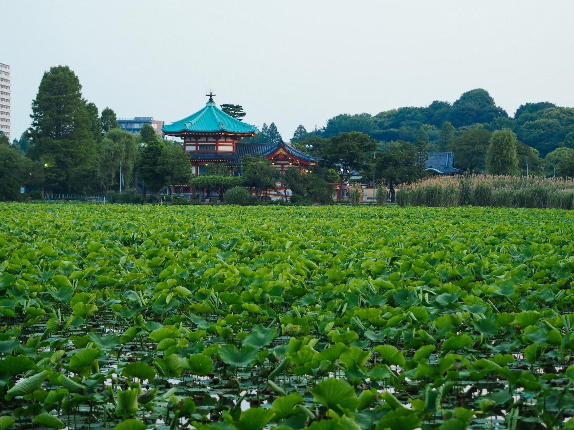 Tora Asakusa Albergue